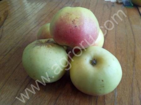 Яблоки Сенап Орловский