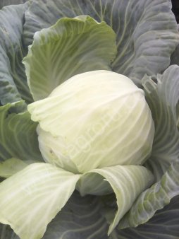 капуста белокочанная
