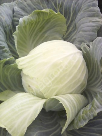 капуста белокочанная