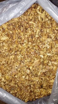 Лисичка сухая