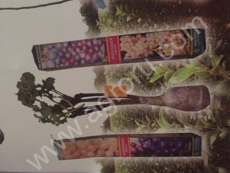 Саженцы винограда, ежевики, малины, смородины