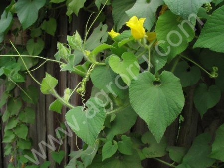 Саженцы Тладианта