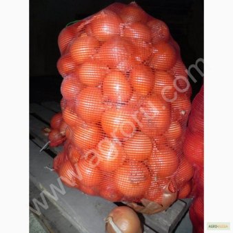 Лук репчатый