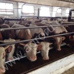 КРС от 50 кг до 350 кг