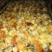 ЦЫПЛЯТА суточные и подрощенные, БРОЙЛЕРЫ