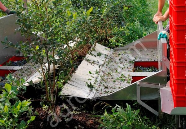 Комбайн для сбора американской голубики