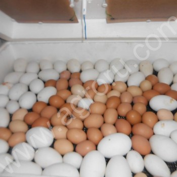 яйца гусиные утиные куриные на племя <span>инкубатор</span> б у