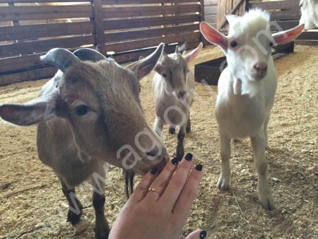 Камерунские карликовые мини козы