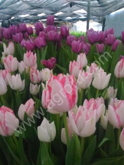 Тюльпаны к 8 марта