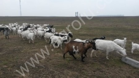 Дойные козы