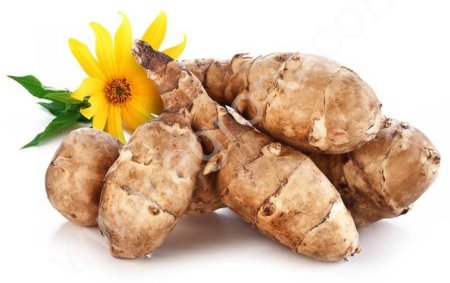 Свежие клубни топинамбура