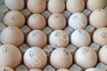 Яйцо инкубационное КОББ-500, РОСС-308