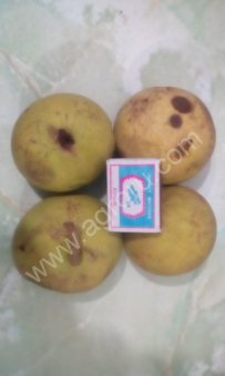 Семена чёрного ореха, Маклюры, красного дуба.