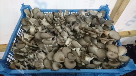 Грибы Вешенка оптом