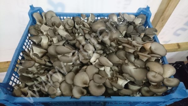 Грибы Вешенка оптом