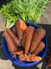 Морковь столовая Кордоба оптом