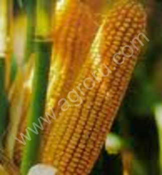 <span>пшеница</span> кукуруза фураж