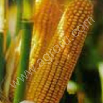 пшеница кукуруза <span>фураж</span>