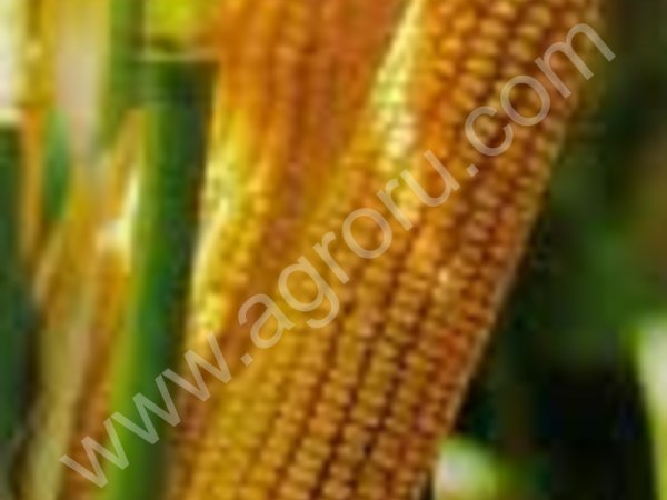 Пшеница, кукуруза фураж