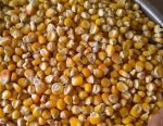 Кукуруза продовольственная оптом из России / Food Corn from Russia | Export