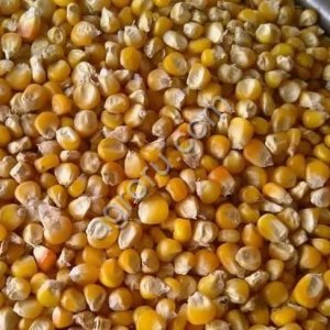 Кукуруза продовольственная оптом из России / Food Corn from Russia | Export
