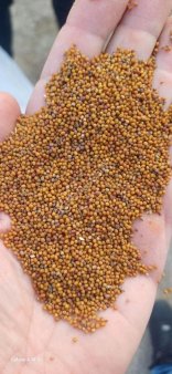 Жёлтая, черная