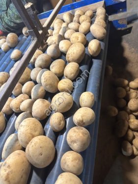 продовольственный картофель