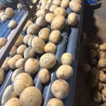 продовольственный картофель