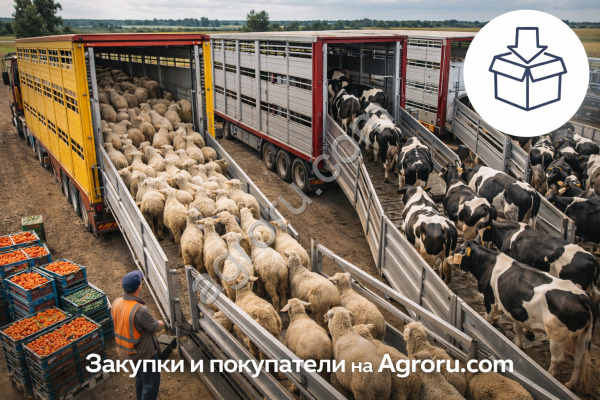 КРС телки породы Голштинская или Абердин-ангусская .