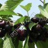 Черешня из Мелитополя сортов Талисман, Черный Мелитополь, Анонс, Крупноплодная