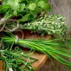 Кинза , рукола , мята перечная , лук -перо , зелень салат