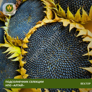 Семена подсолнечника Вектор