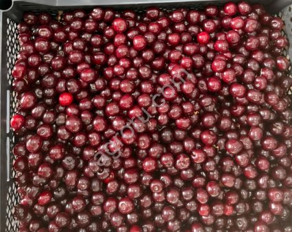 Вишня замороженная из Кыргызстана