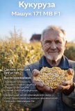 Семена кукурузы Машук 171 МВ F1 ФАО 170