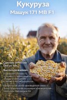 Семена кукурузы Машук 171 МВ F1 ФАО 170