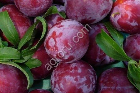 Plums
