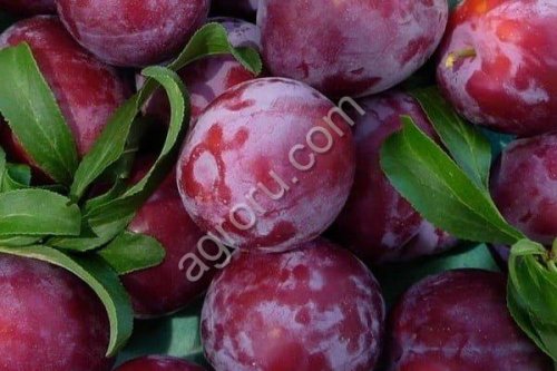 Plums