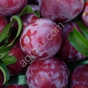 Plums