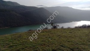 Лекарственные растения