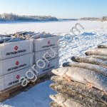 Рыба щука свежемороженая оптом