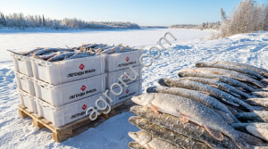 Щука свежемороженая купить