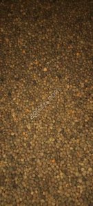 Вика Яровая