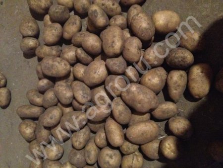Картофель семенной