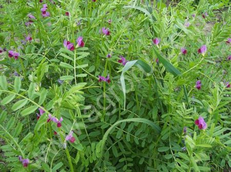 Вика яровая