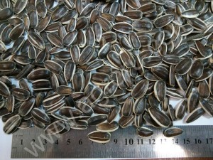подсолнечник калиброванный Ягуар (крупный)