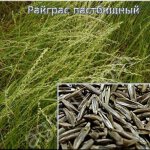 Райграс пастбищный