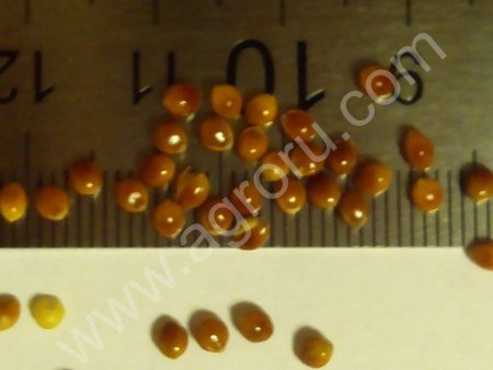 Просо красное продовольственное