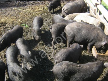 Вьетнамские вислобрюхие свиньи