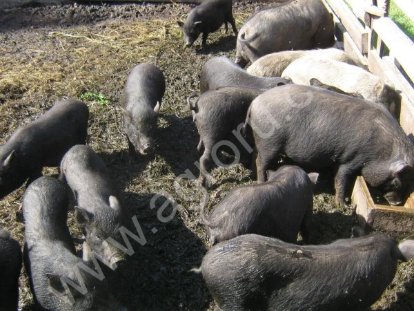 Вьетнамские вислобрюхие свиньи
