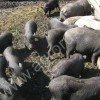 Вьетнамские вислобрюхие свиньи